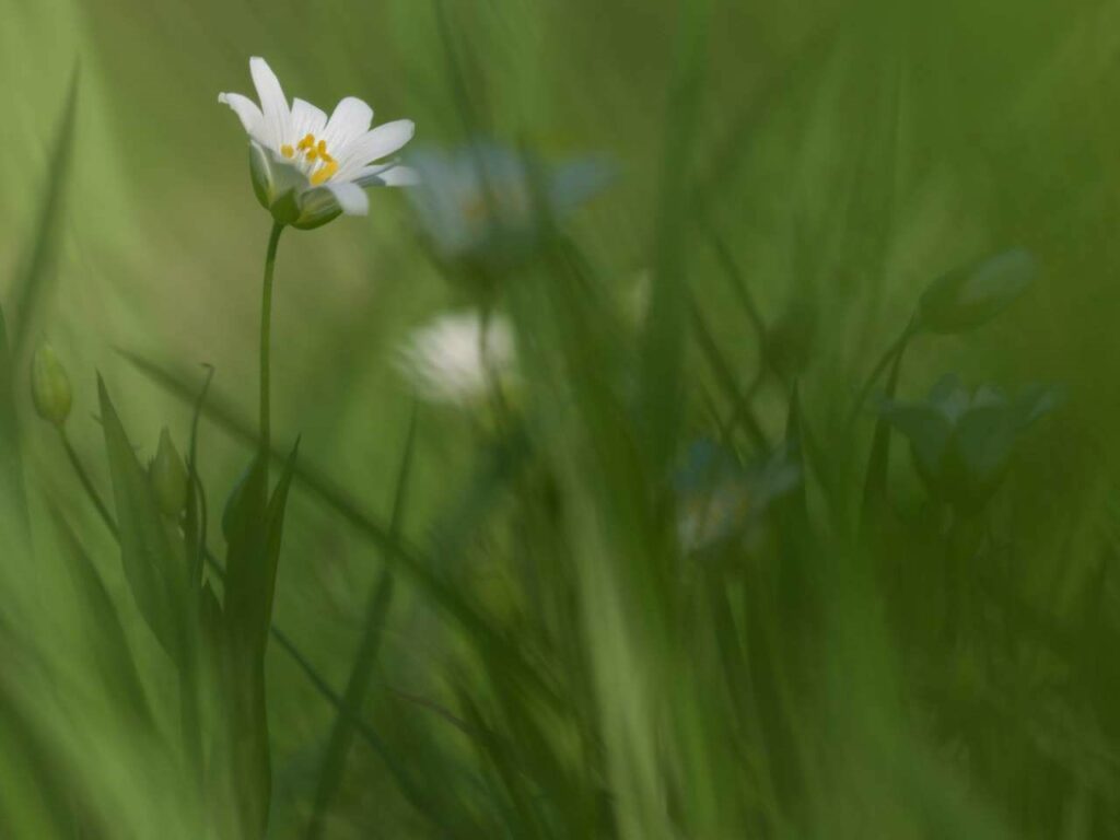 Greater Stitchwort in green grass