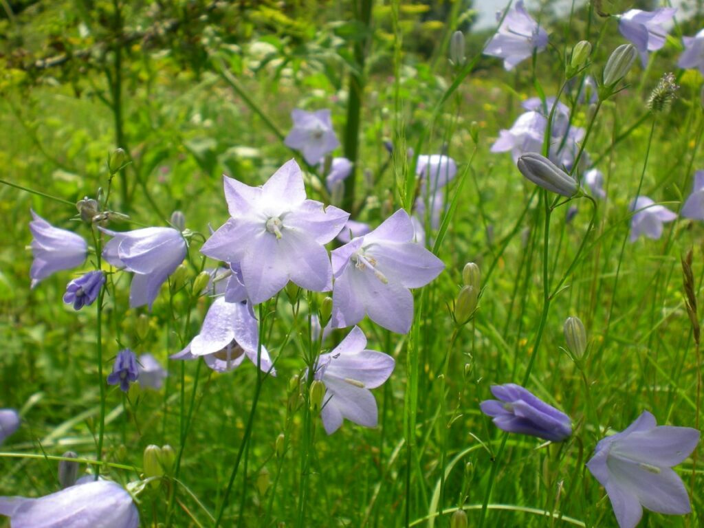 Purple Harebell flowers in a grass field