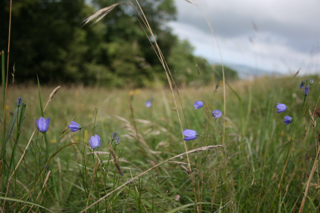 Purple Harebell flowers in a grass field