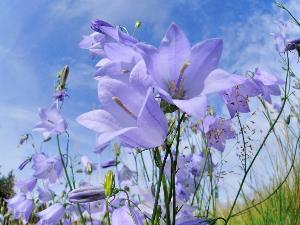 Purple Harebell flowers in a blue sky