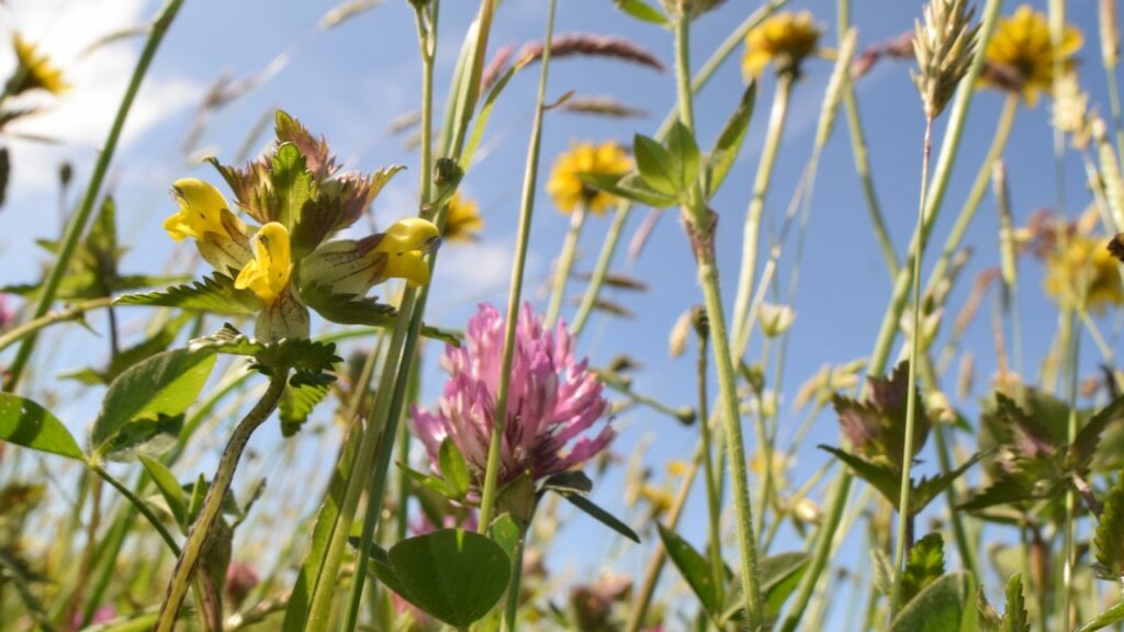 Hay meadow in Pembrokshire.