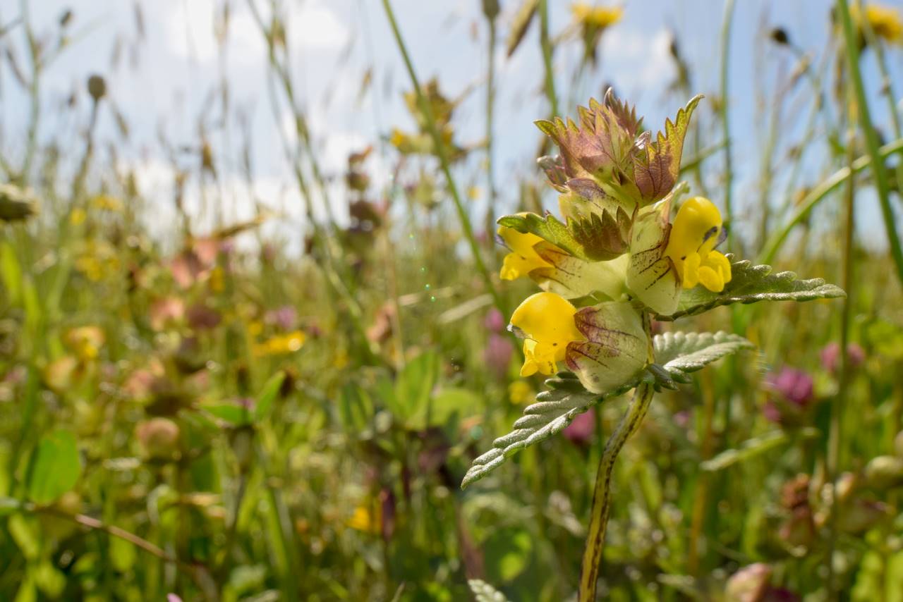 How to grow Yellow Rattle Plantlife