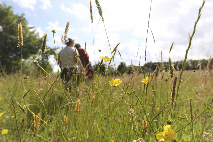 Hikers walking through long grass.