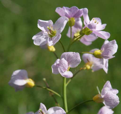 Cuckooflower.