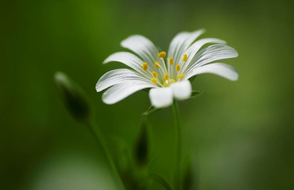 Close up of Greater Stitchwort