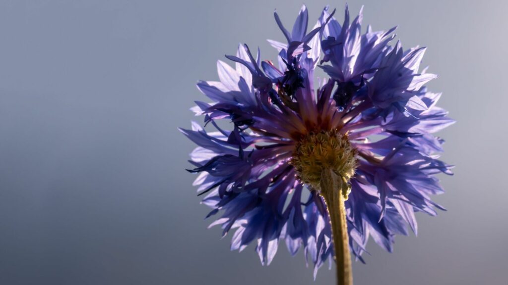 Single purple cornflower.