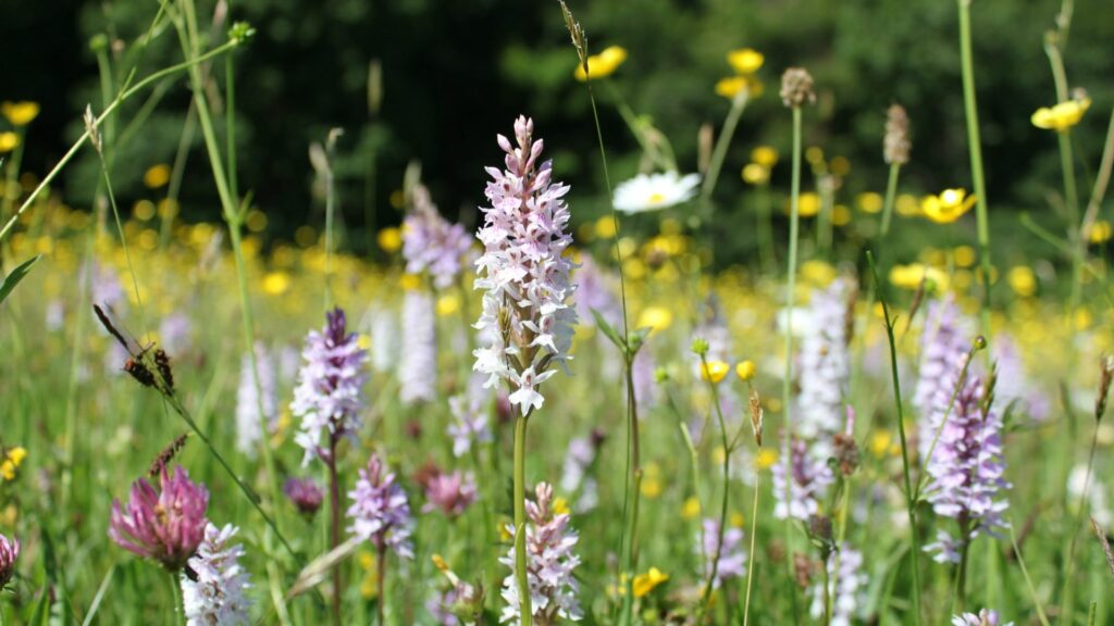 Meadow white, yellow, purple meadow flowers among grass