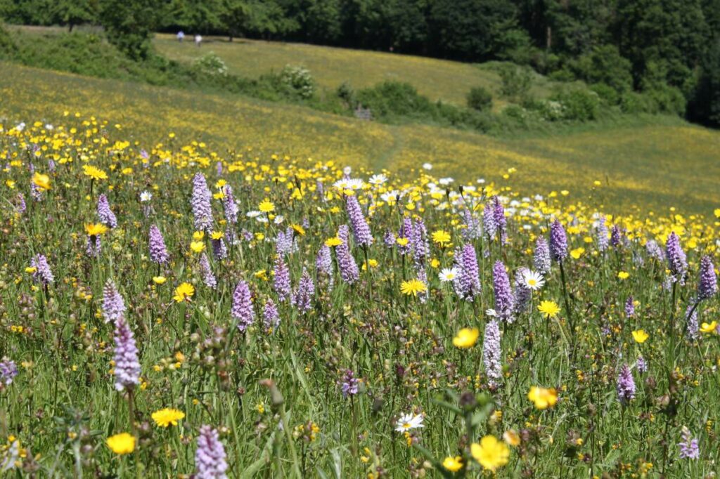 Sloping wildflower meadow at Joan's Hill reserve.