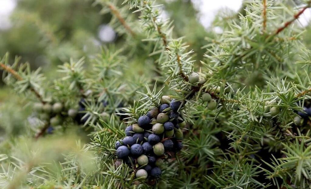 Juniper berries.