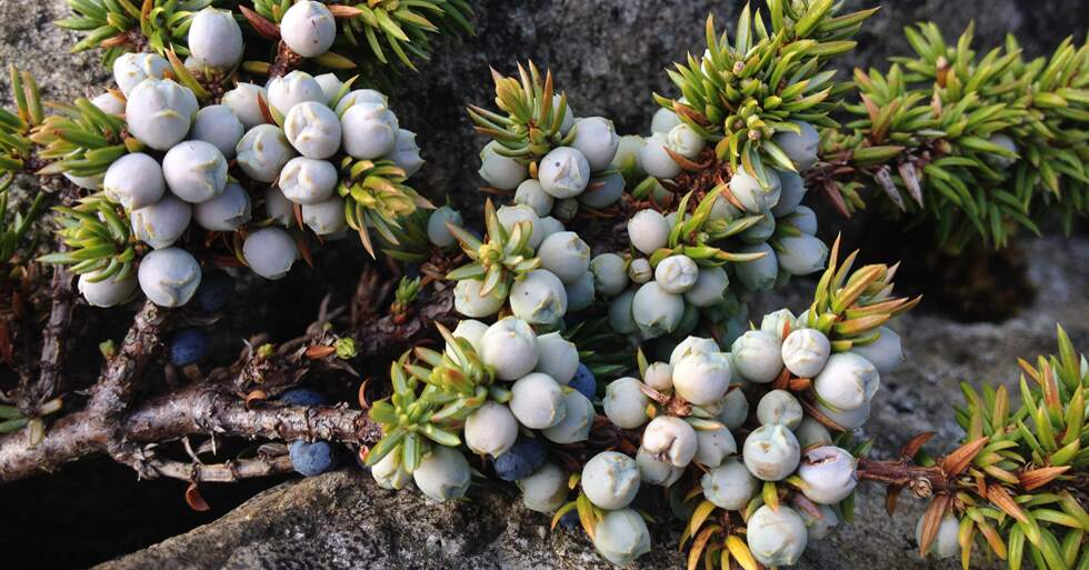 Purple and dark juniper berries.