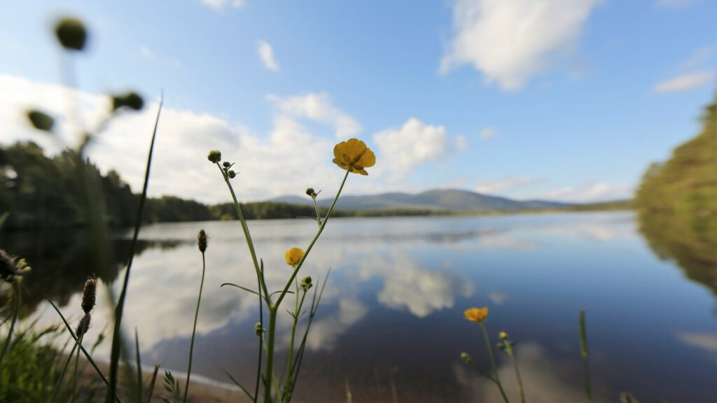 Lesser Spearwort at Loch Garten Cairngorms.