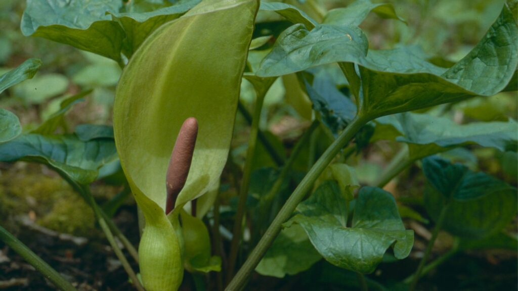 Lords and ladies plant.