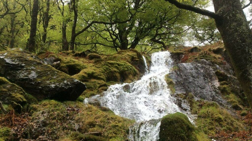 A waterfall with trees and boulders covered with lichens and bryophytes in Meirionnydd, Wales.