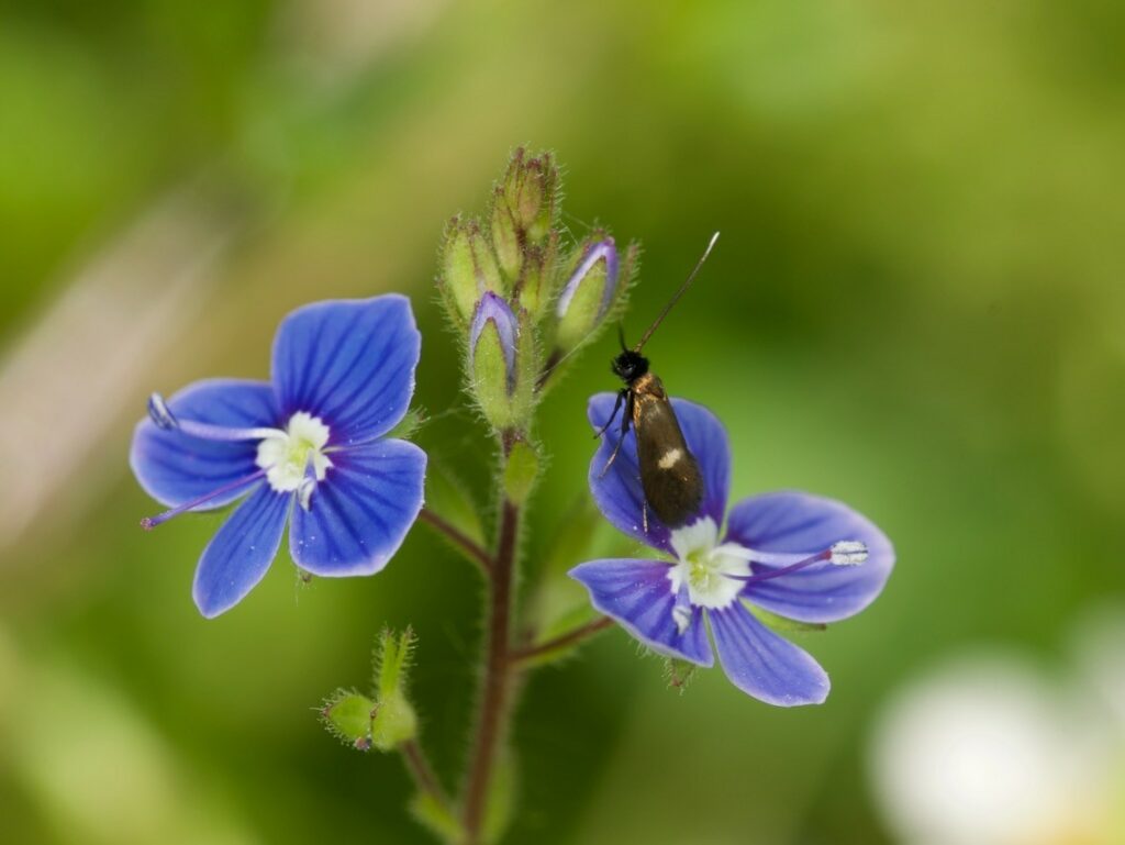 Micro moth on a Germander Speedwell