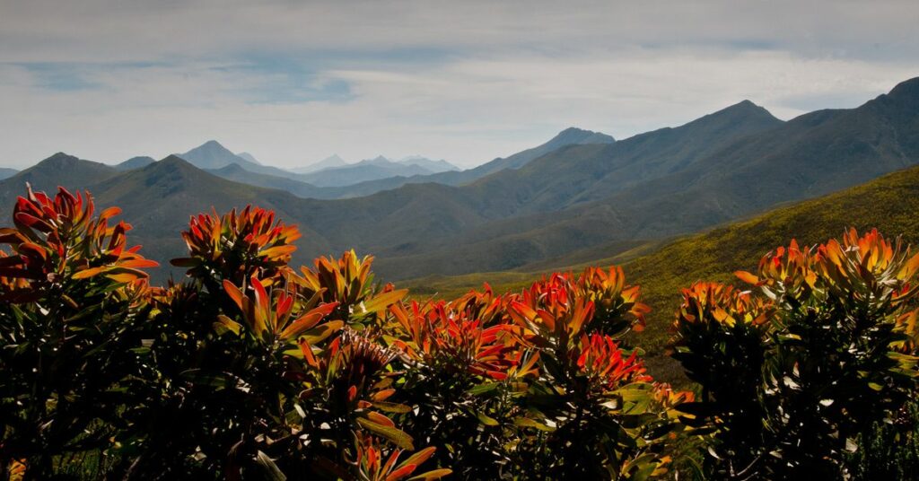 Red plants with mountains behind.