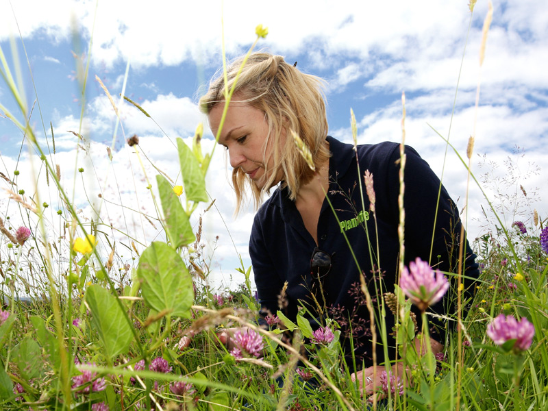 Monitoring plants in a meadow.