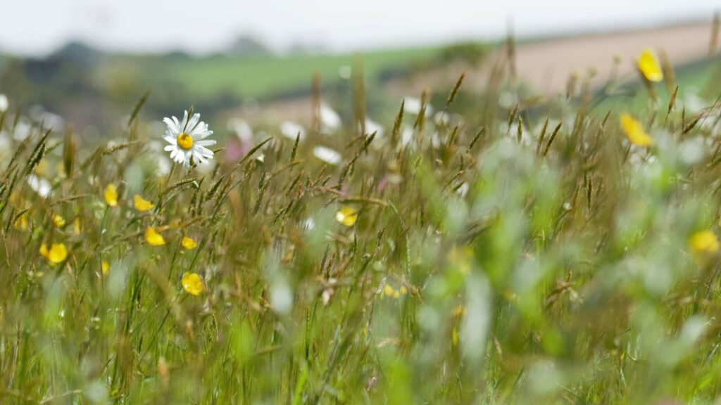 Neutral meadow in Cornwall.