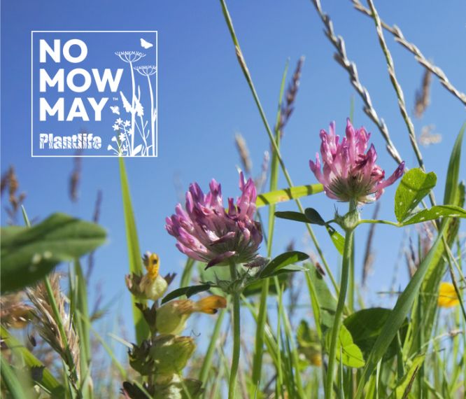 No Mow May Plantlife logo with flowers in the background