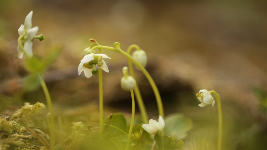 White bell like flowers called One Flowered Wintergreen