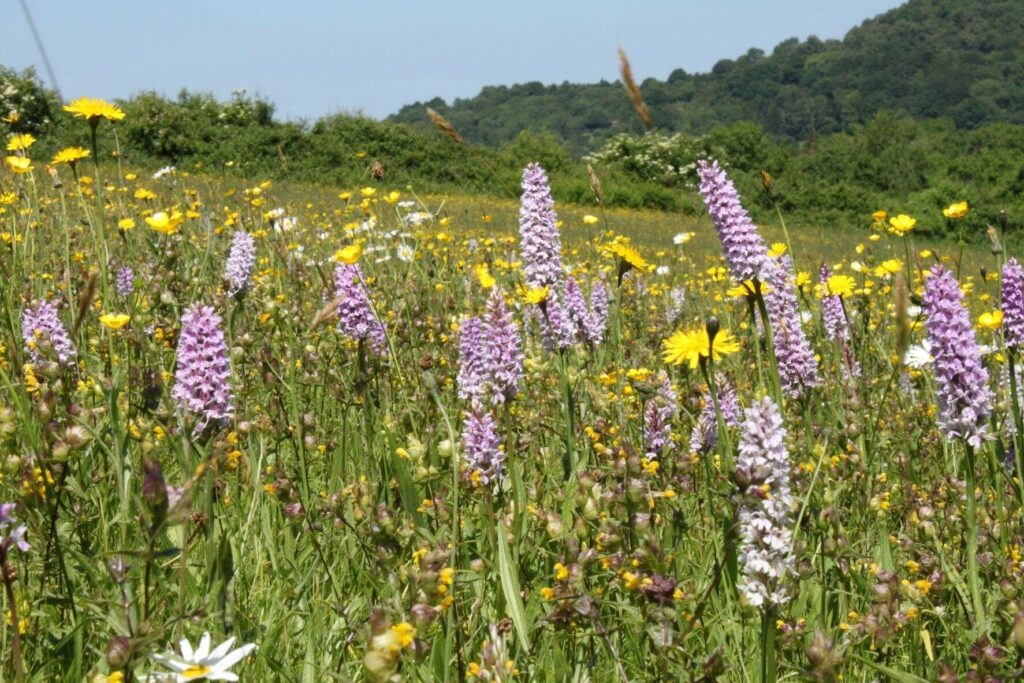 Purple orchid flowers in a meadow.