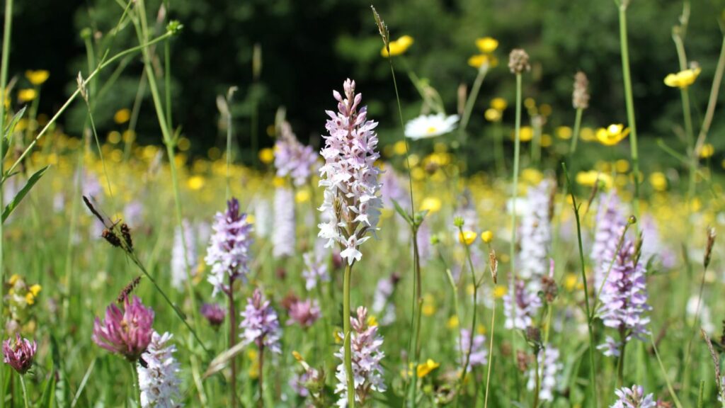 A grass field of wildflowers including white and purple orchids and yellow flowers