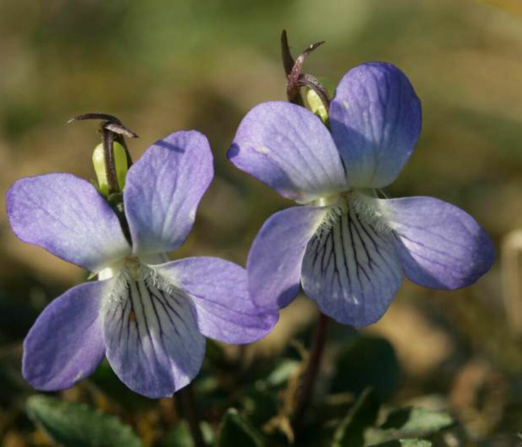 Two Pale-dog-Violet flowers.