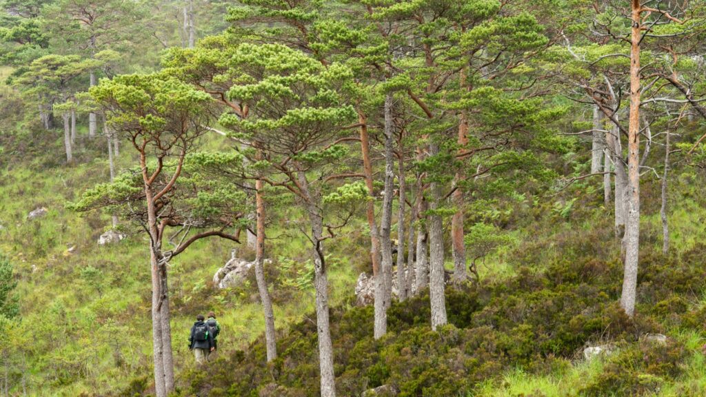 Two people walking in a pine forest