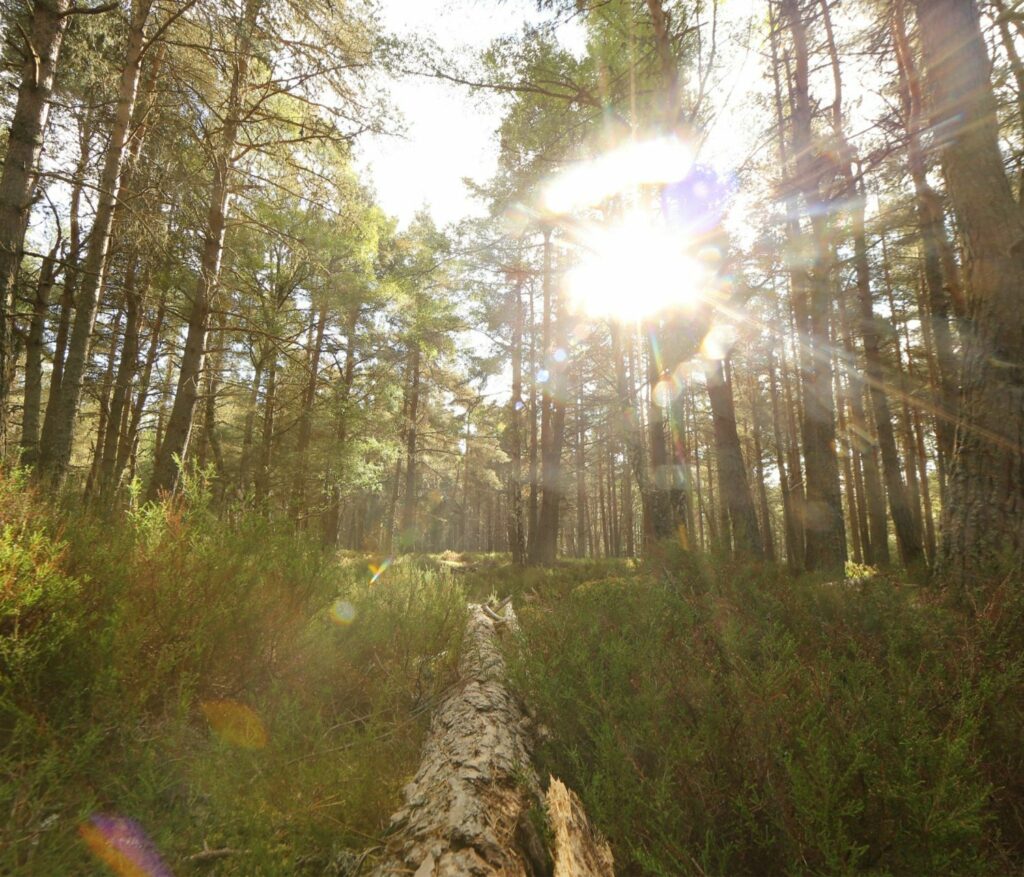 Pine trees in woodland with sunshire shining through.