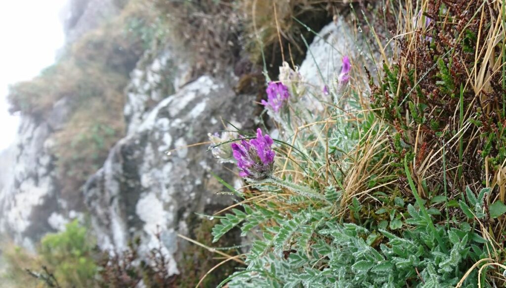 A Purple Oxytropis within a rocky outcrop