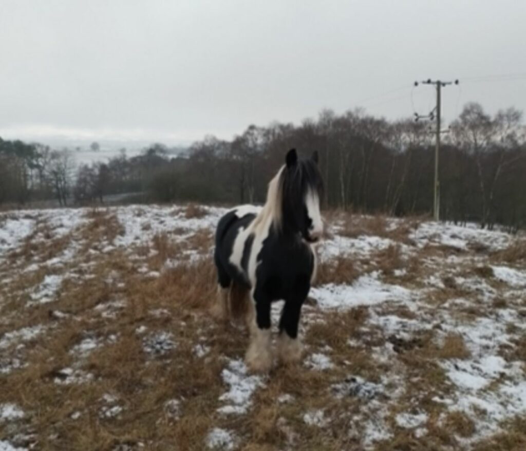 A black and white pony standing in a snow sprinkled field.