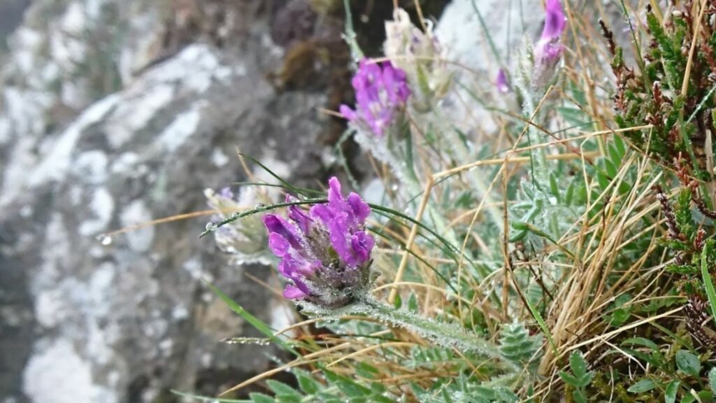 Purple Oxytropis flower growing on the side of boulders.