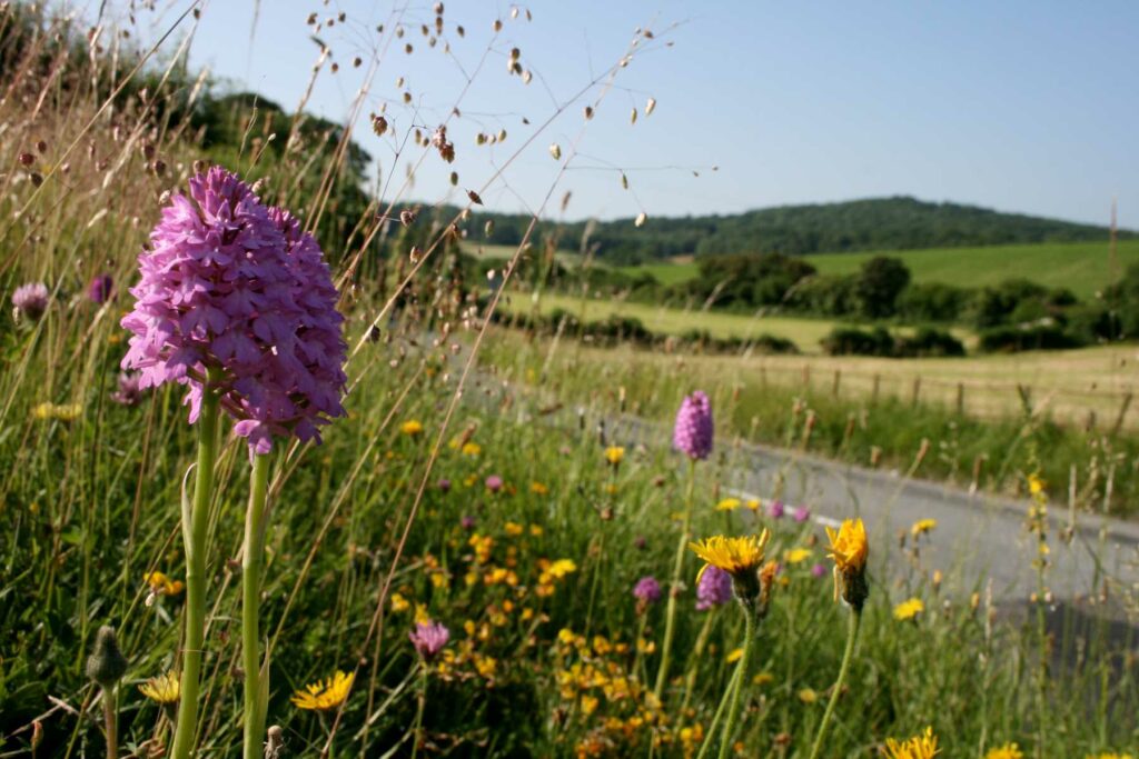 Pyramidal orchid on the verge in Dorset.