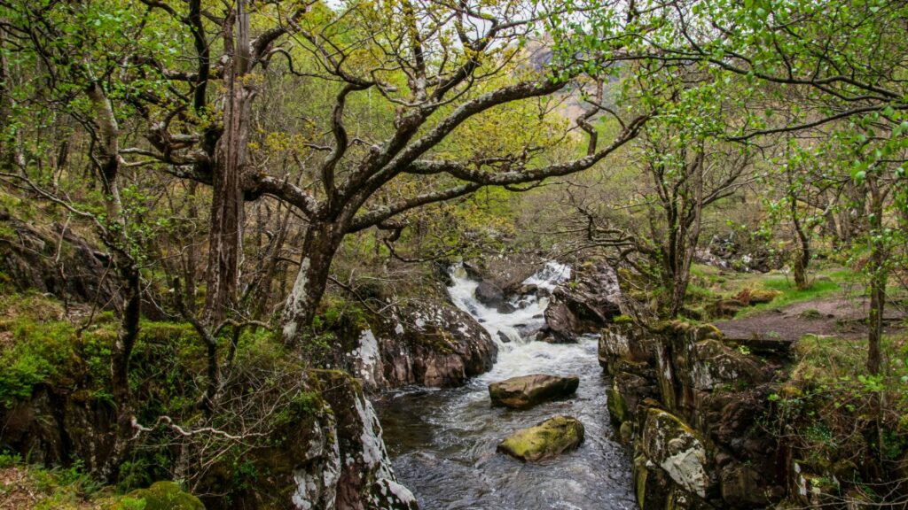 River running through a Scottish rainforest