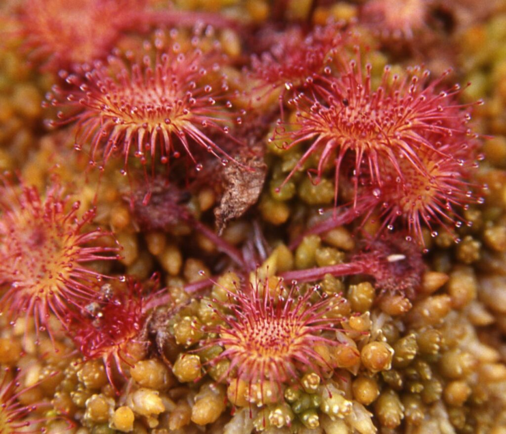 Dewy Red and orange hairs or trendrils of the sundrew plant
