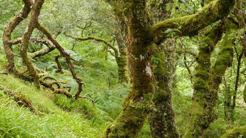 Big trees covered with lichens and moss a Scottish rainforest.
