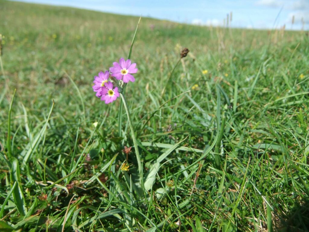 Pink purplish Scottish Primrose flowers in a field of grass