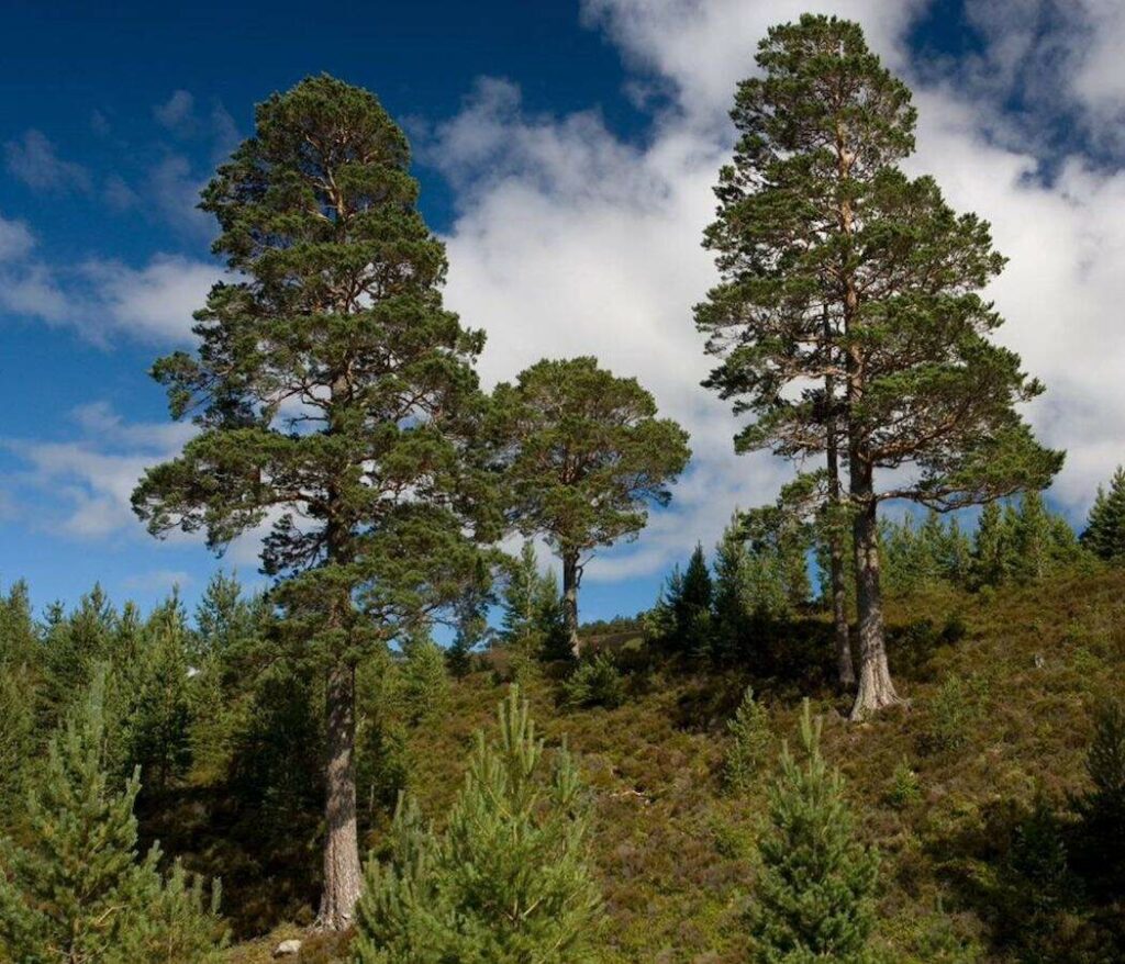 Pine woodland with mature trees and new trees.