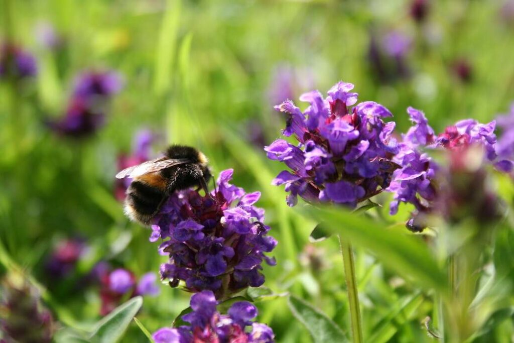 Bumblebee resting on purple Selfheal flower.