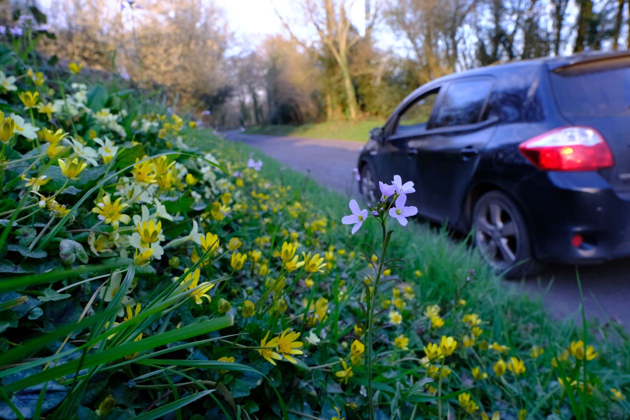 Road Verges Plantlife