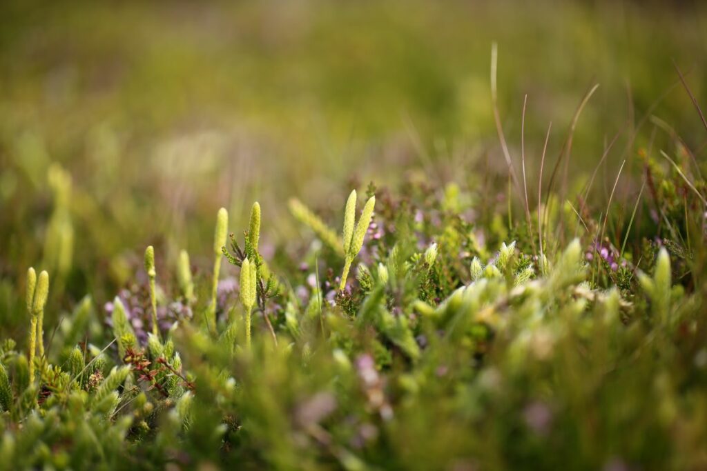 Stagshorn Clubmoss close up