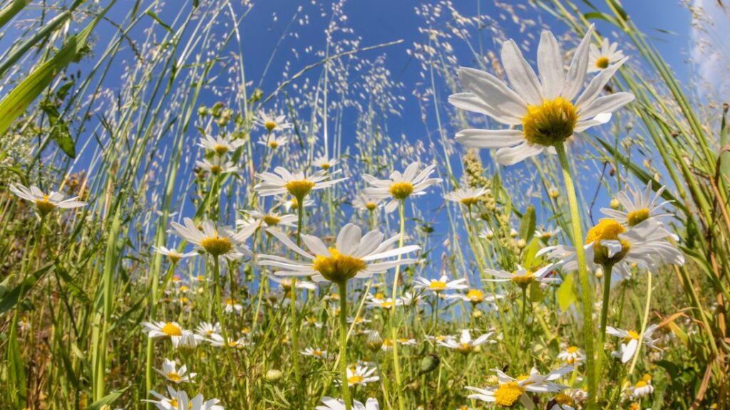 A meadow of Stinking Chamomile.