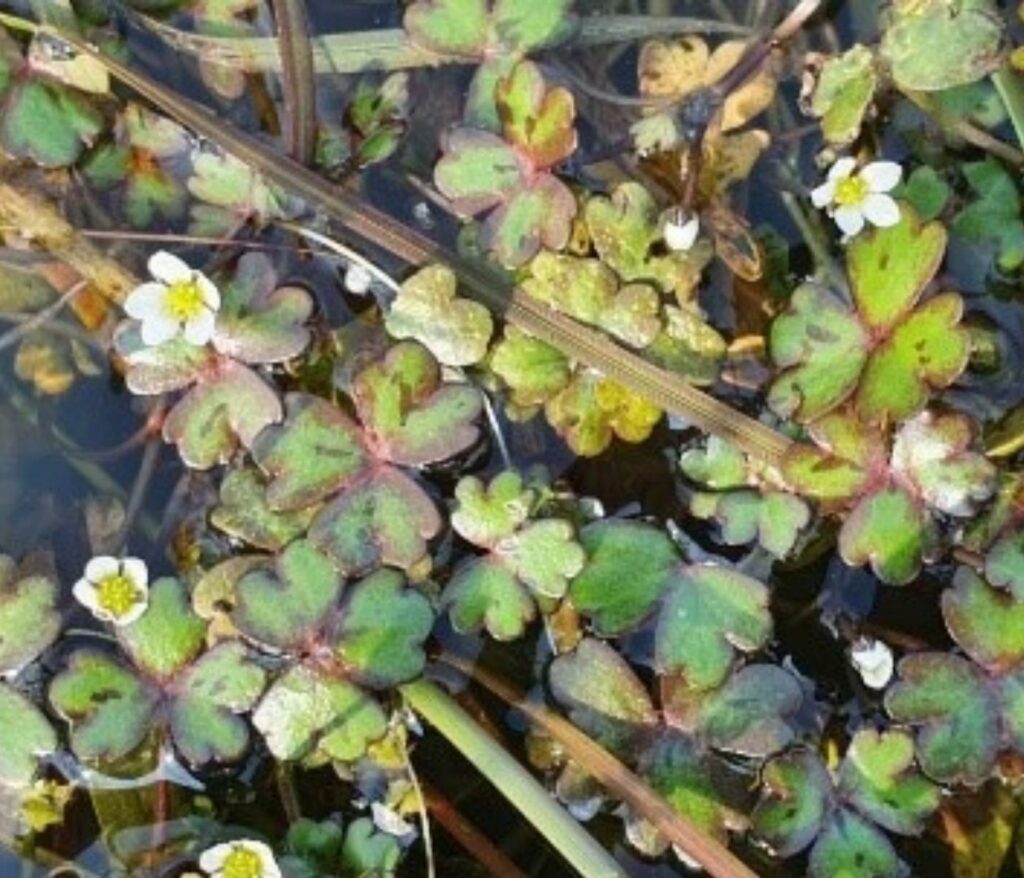 White flowers with green leaves in a pool of water