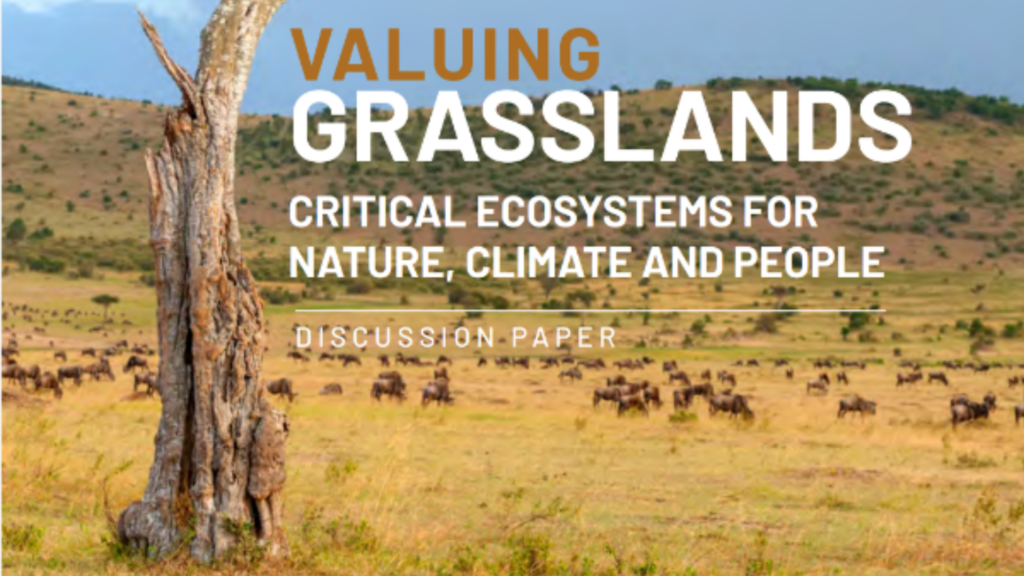 savannah with grasses and wildlife dotted around