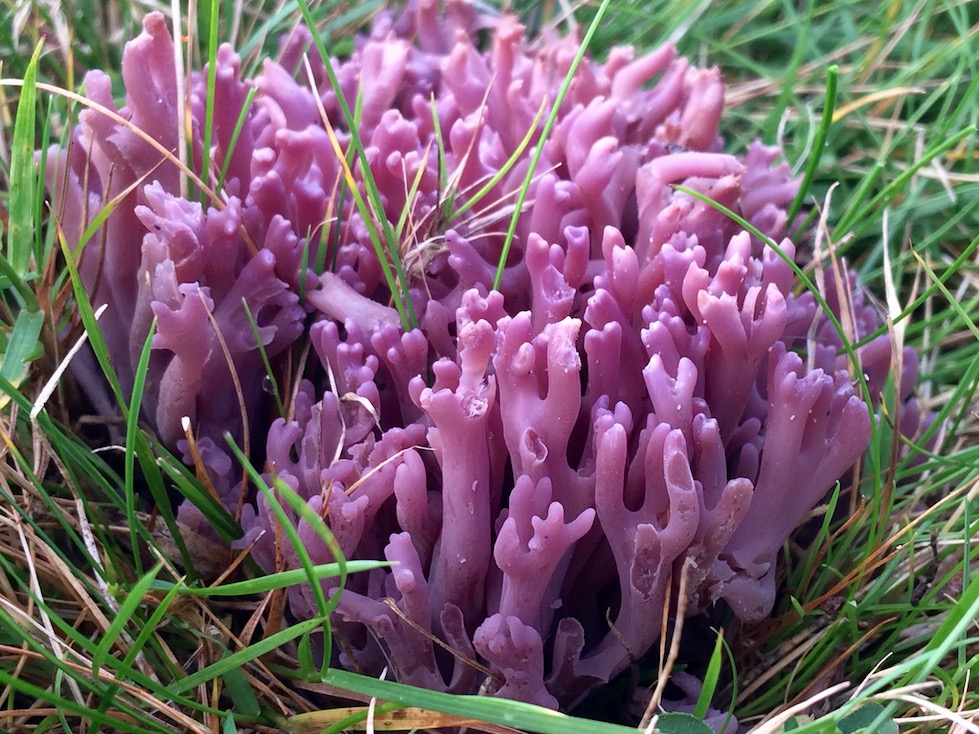 Violet coloured fungus with branches looking like coral on a green grassy area.