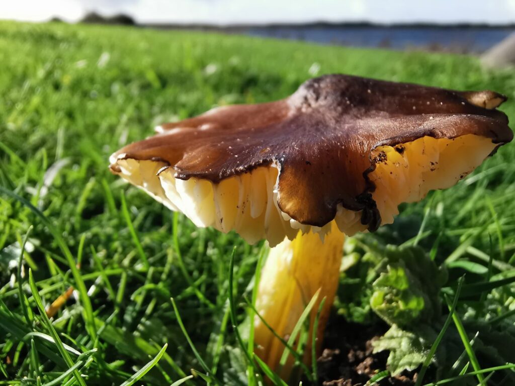 Brown topped fungus with yellow gills in a green grassy area.