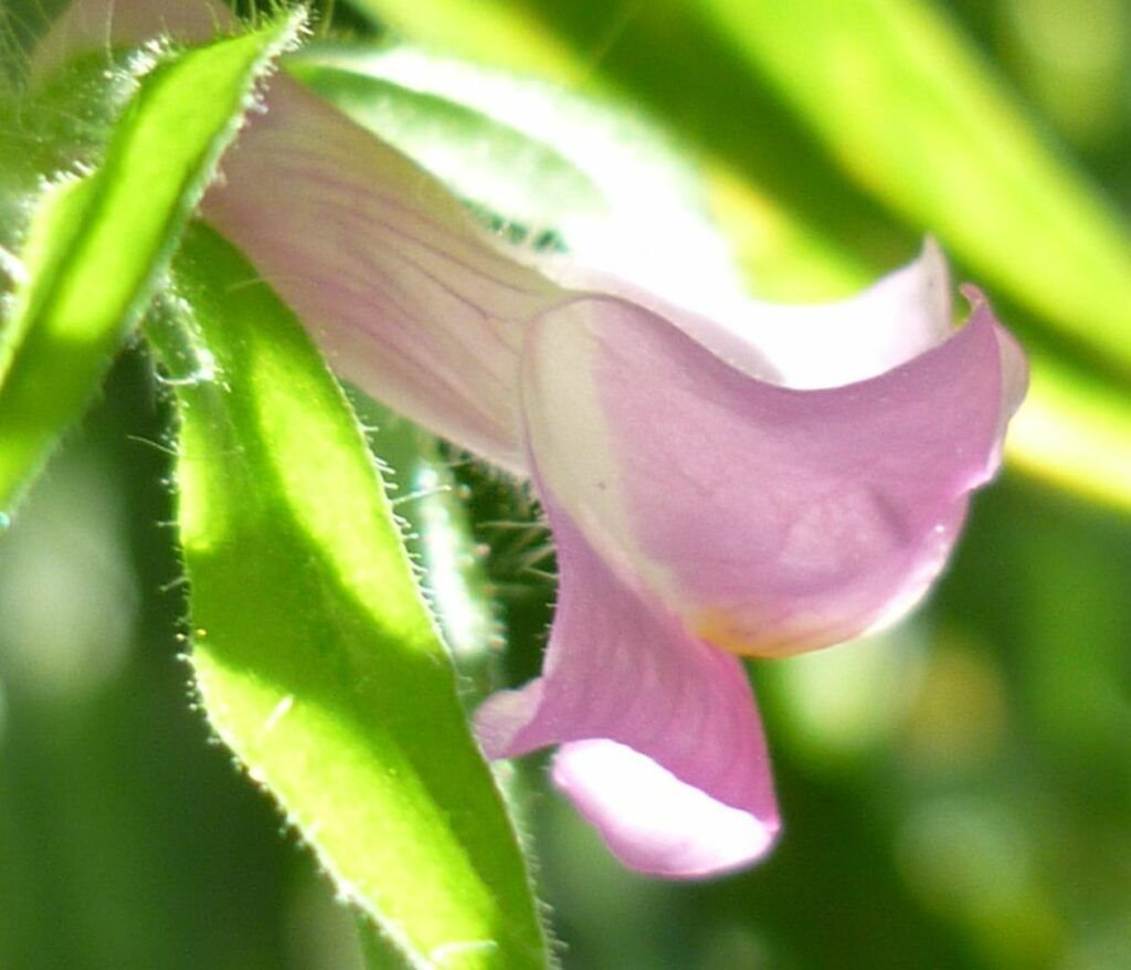 Pink trumpet like flower called Weasels snout.