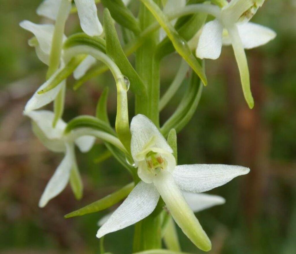 White Lesser Butterfly Orchids.