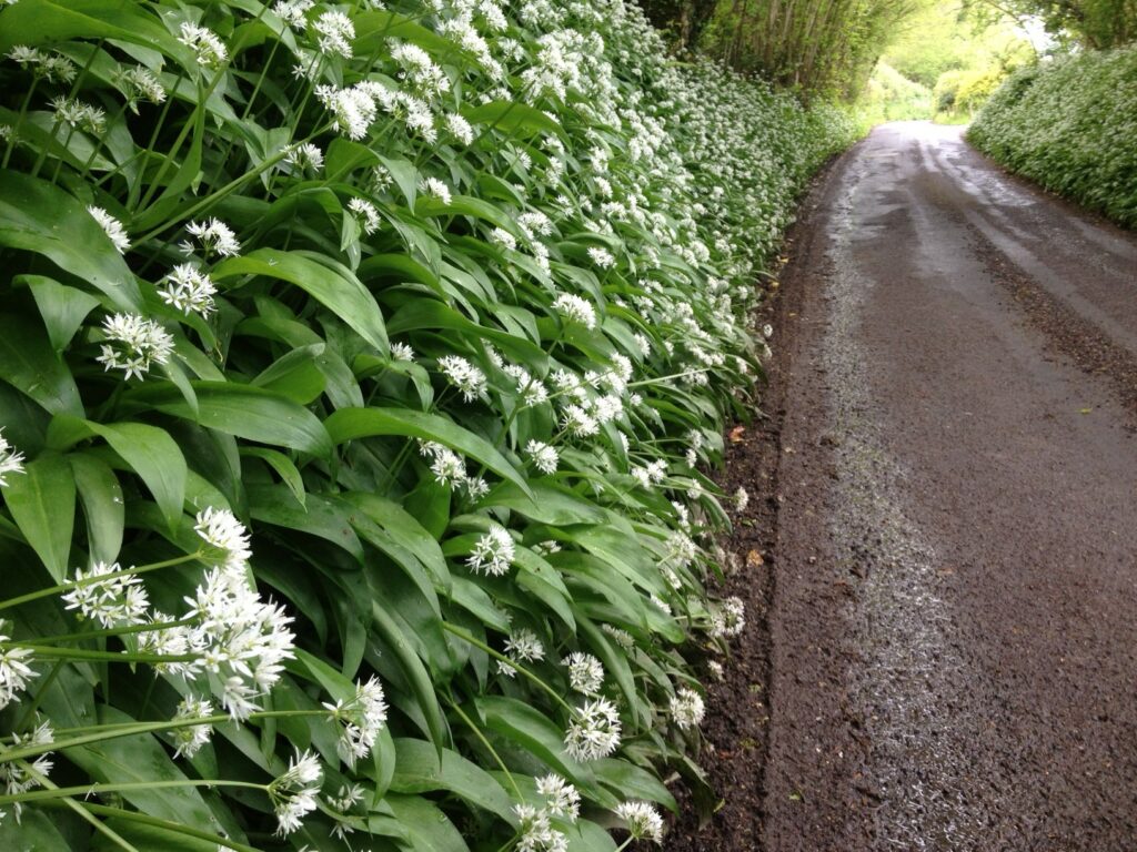 Wild Garlic Dorset roadside, image by Joe Costley