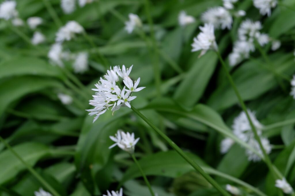 Wild Garlic, image by Lizzie Wilberforce