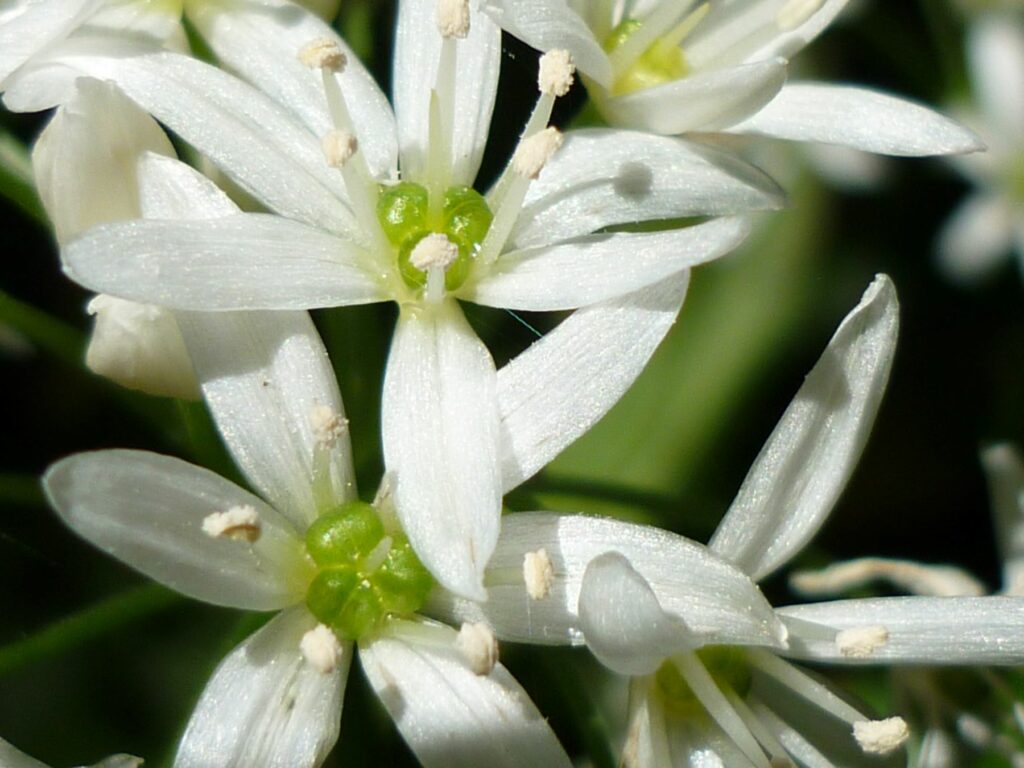Wild garlic flower close up